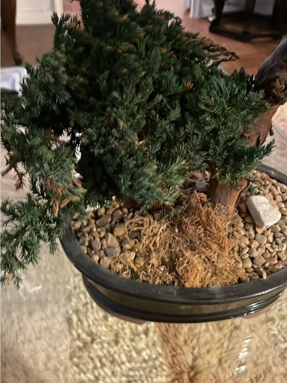 Natural Green Bonsai Accent Plant without the care!
